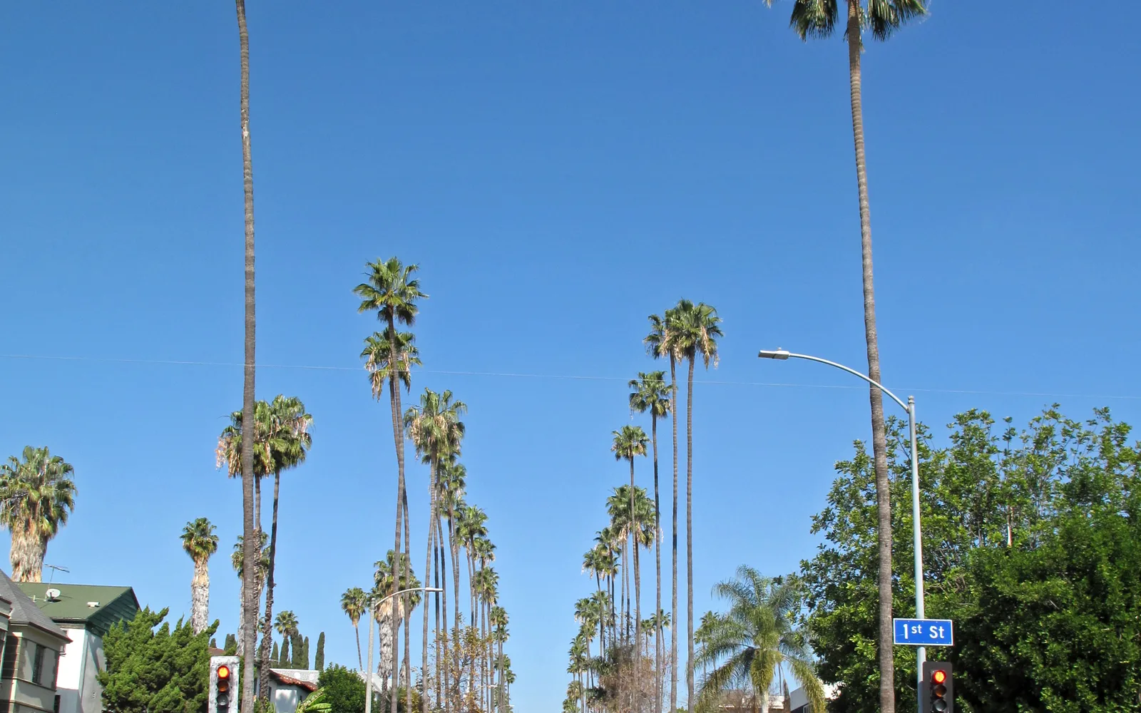 A residential street lined with tall Washingtonia robusta palm trees creating a green canopy overhead, with parked cars and homes visible on either side